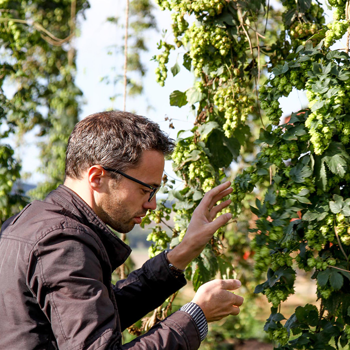 La filière de production du houblon normand