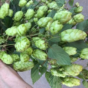 Houblon sauvage