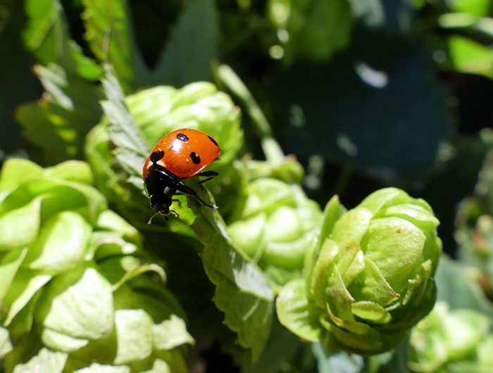 Des brasseurs préservent la nature avec leur bière