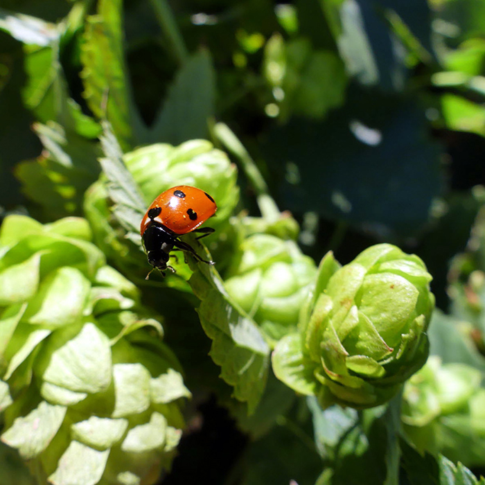 Des brasseurs préservent la nature avec leur bière